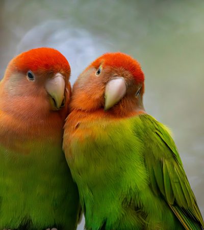 African Love Birds Price & Availability In Wazirabad St