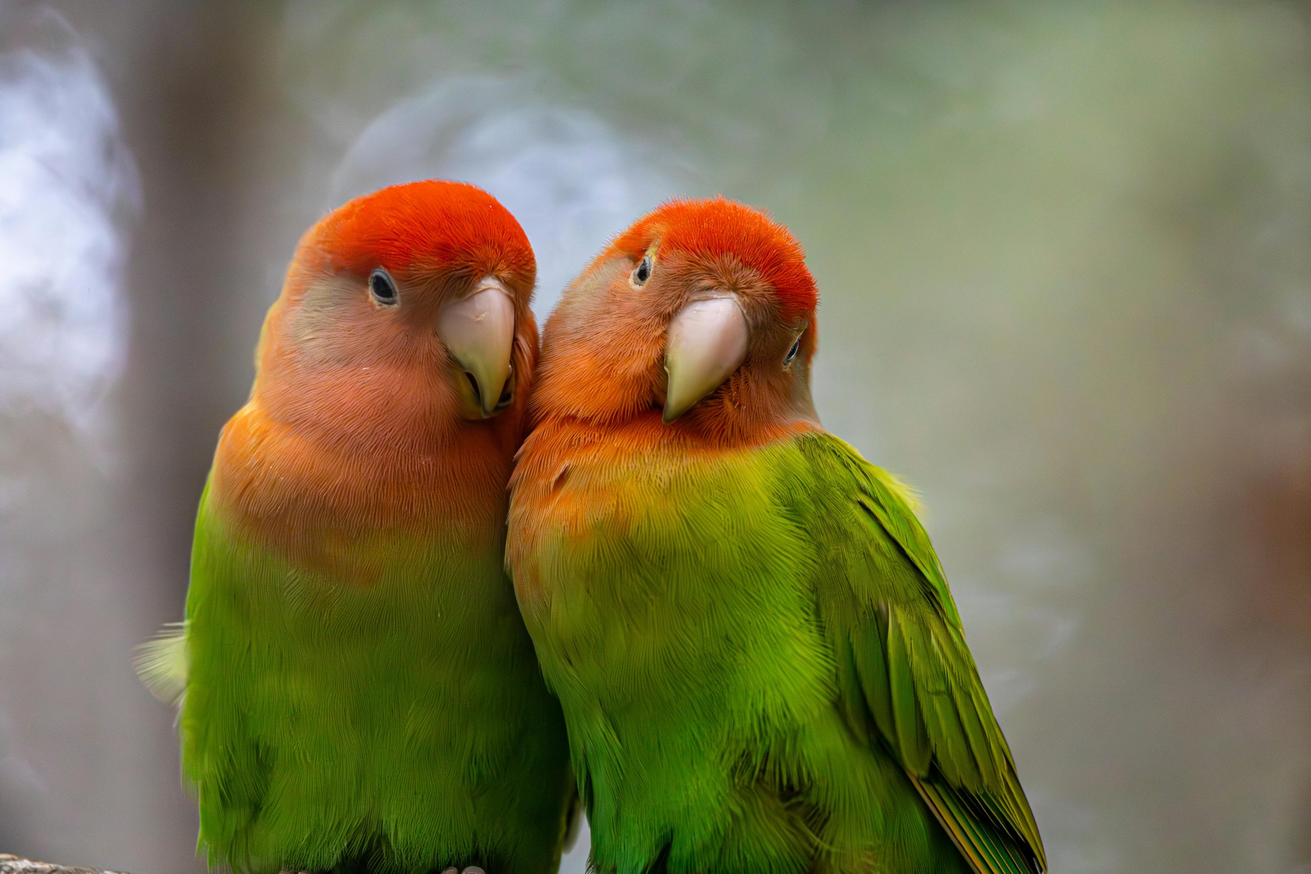 African Love Birds | Green - Black