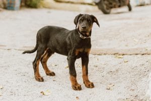 Doberman Pinscher Puppy /Adult | Black & Rust Color