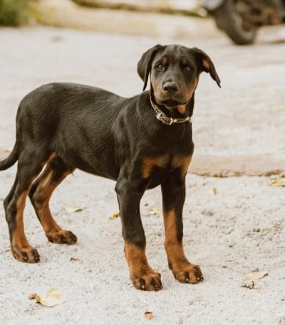 Doberman Pinscher Puppy /Adult | Black & Rust Color