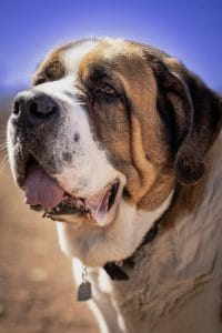 Saint Bernard Price Bhopal - Top Quality Heavy Bone Puppy for Sale