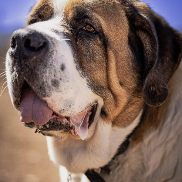 Saint Bernard Price Bhopal - Top Quality Heavy Bone Puppy for Sale