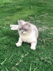 Buy Himalayan Cat Kitten - Blue Eyed Seal Point Himmie