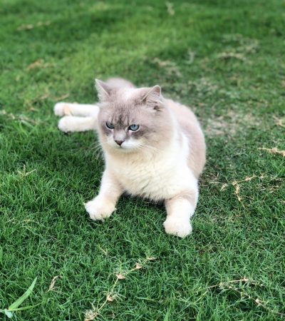 himalayan cat haryana