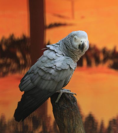 african grey parrot haryana