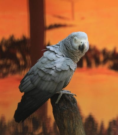 Buy African Grey Parrot - Silver Bird with Bright Red Tail
