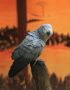 Buy African Grey Parrot - Silver Bird with Bright Red Tail