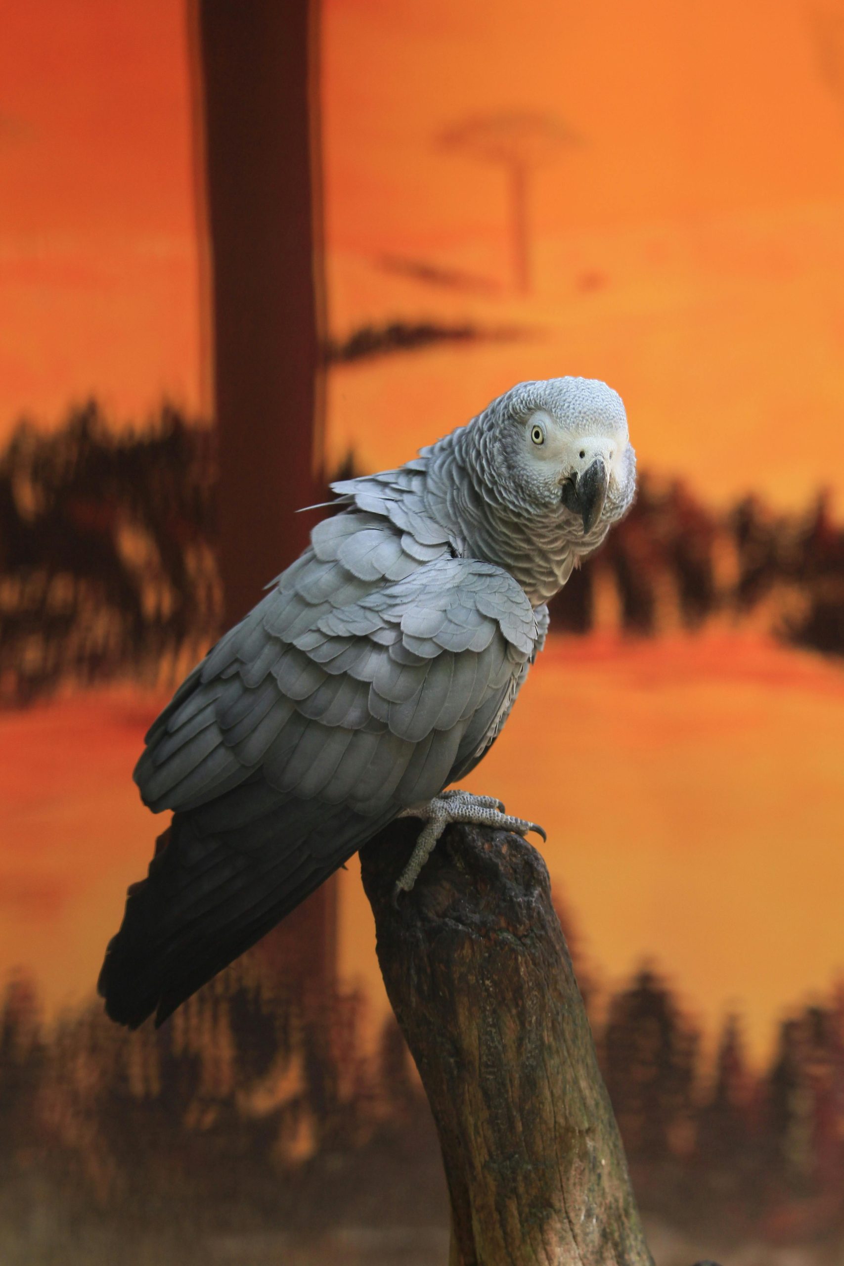 Buy African Grey Parrot - Silver Bird with Bright Red Tail