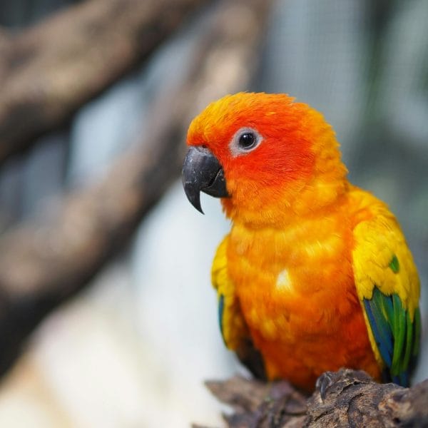 Buy Sun Conure Pair - Brilliant Yellow and Orange Parrots