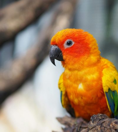 sun conure haryana
