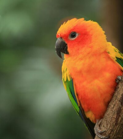 Sun Conure Pair