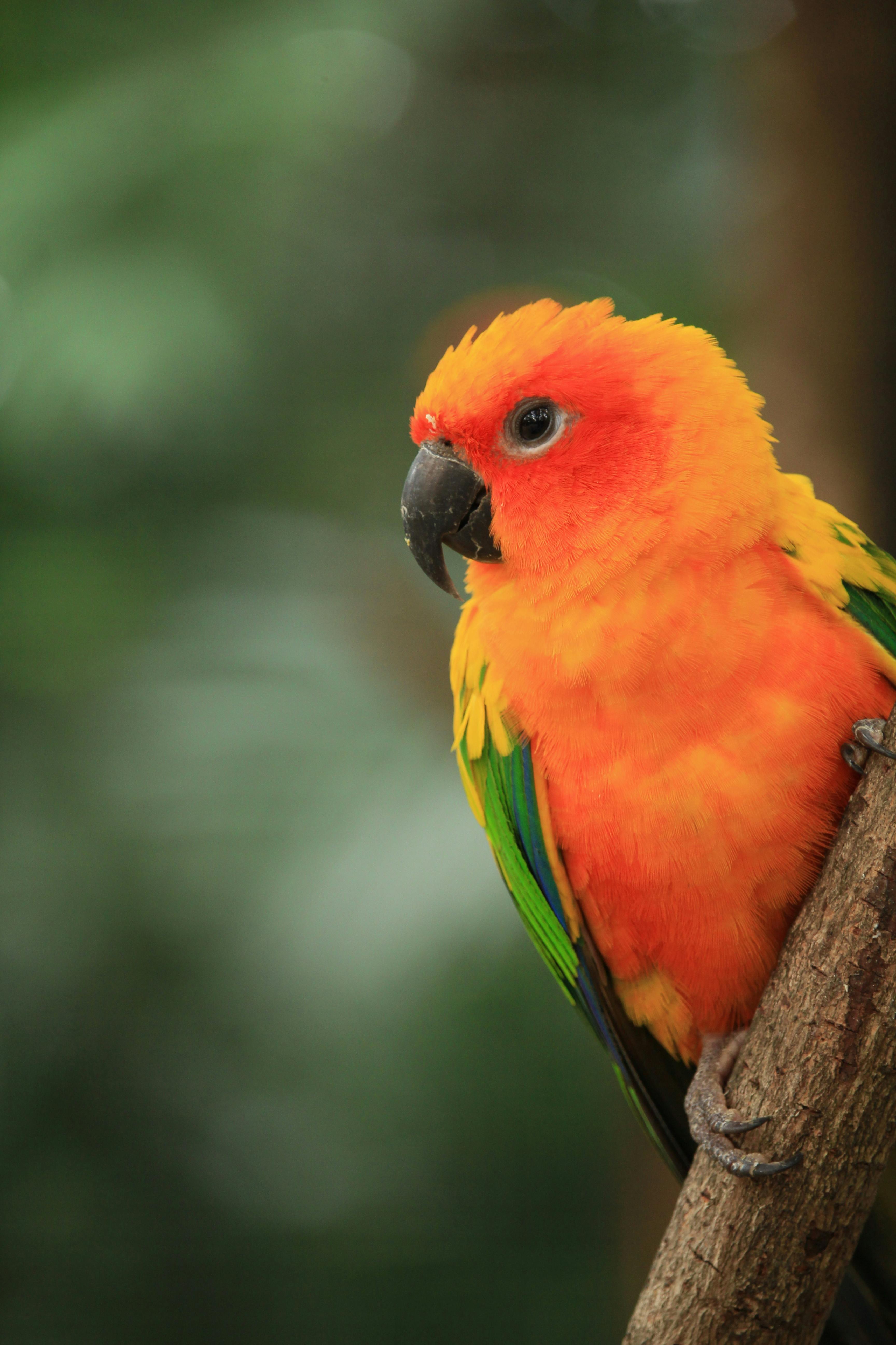 Sun Conure Pair