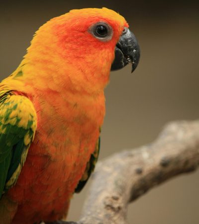 Hyper Red Sun Conure Pair