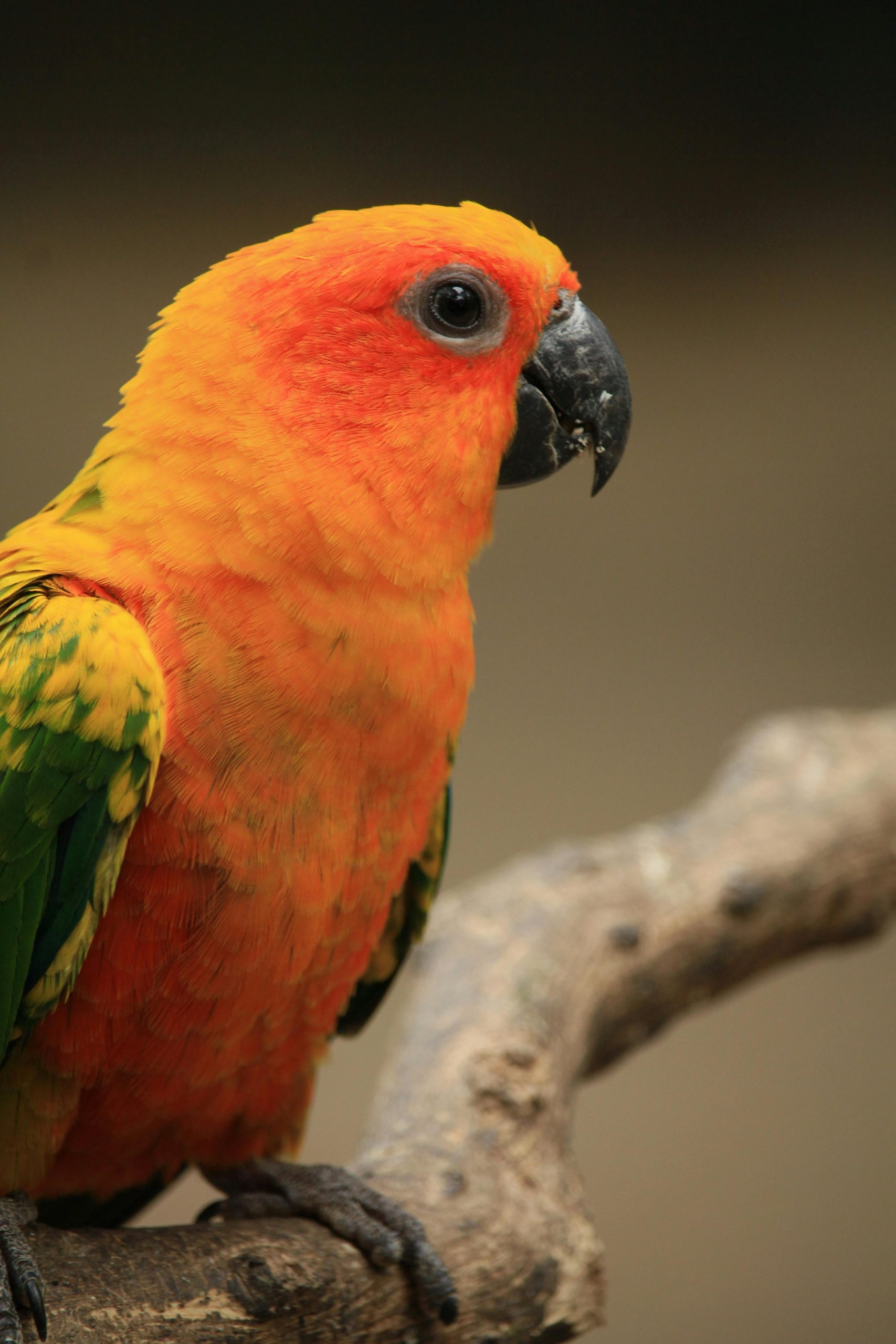 Hyper Red Sun Conure Pair