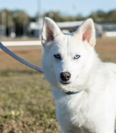 white husky brown eyes haryana