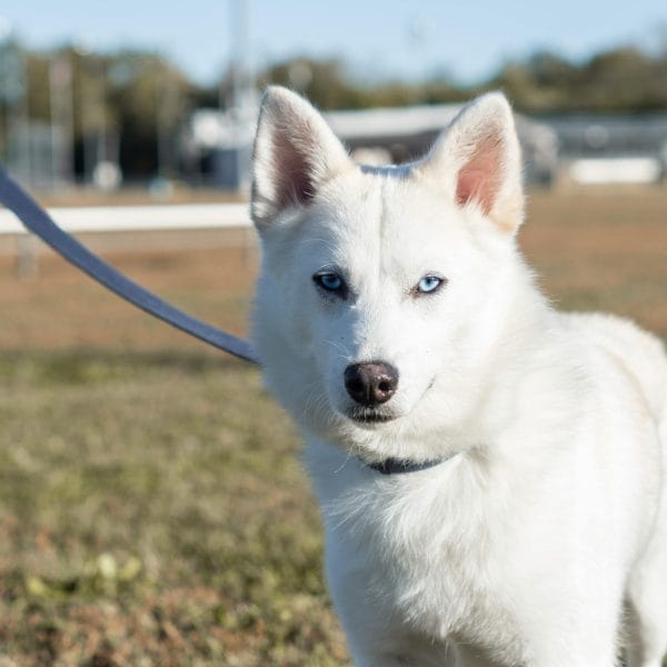 White Husky Bhopal - Pure White Puppy with Brown Eyes for Sale