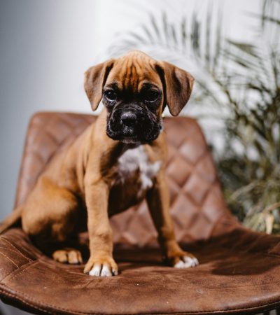 Boxer Puppy
