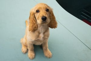Cocker Spaniel Puppy / Adult | Golden Color