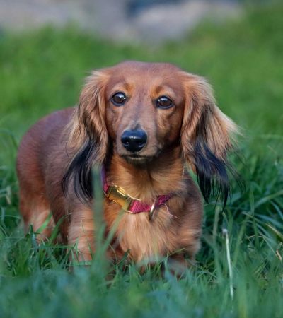 red dachshund haryana
