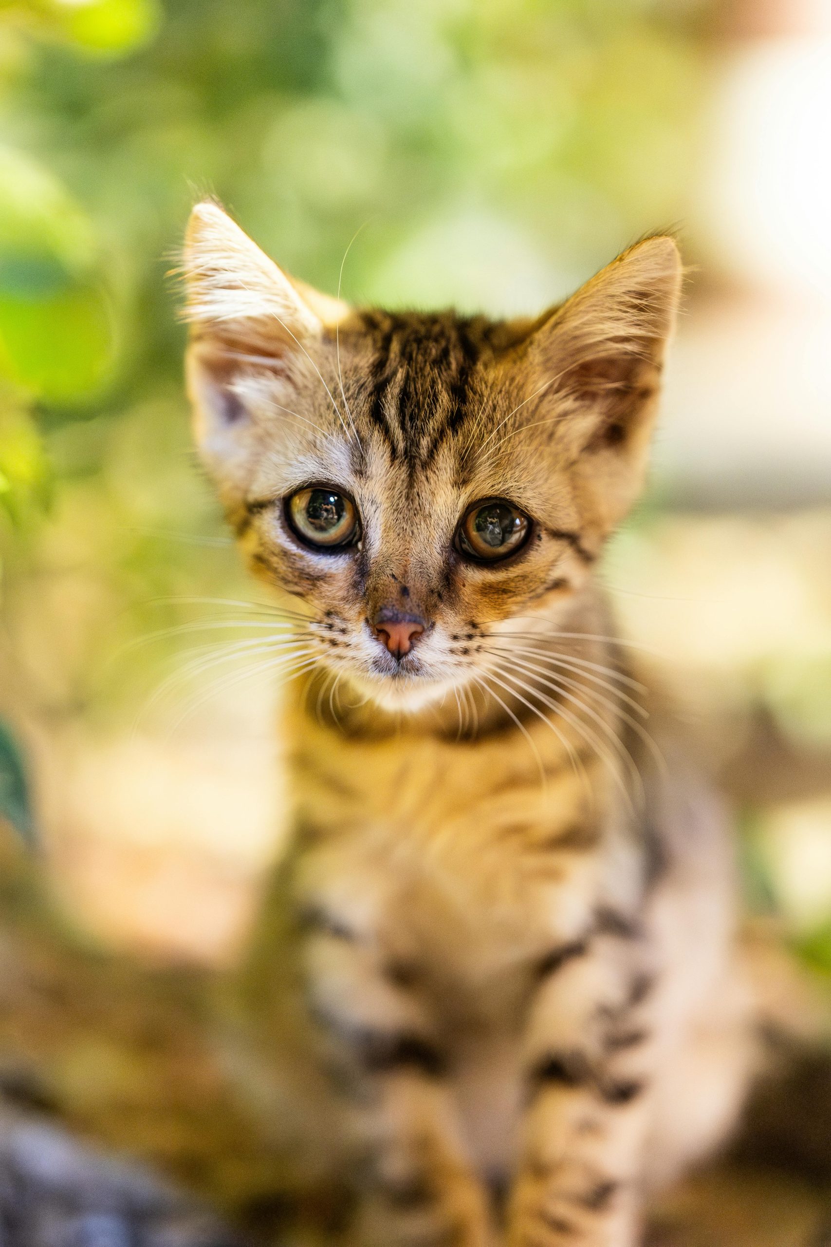 Buy Bengal Cat Kitten - Rosetted Brown Leopard Pattern
