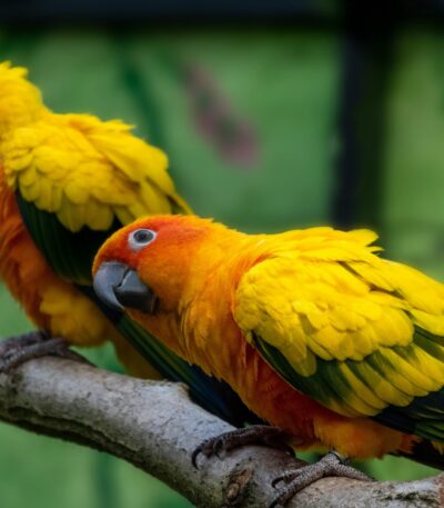 Jenday Conure