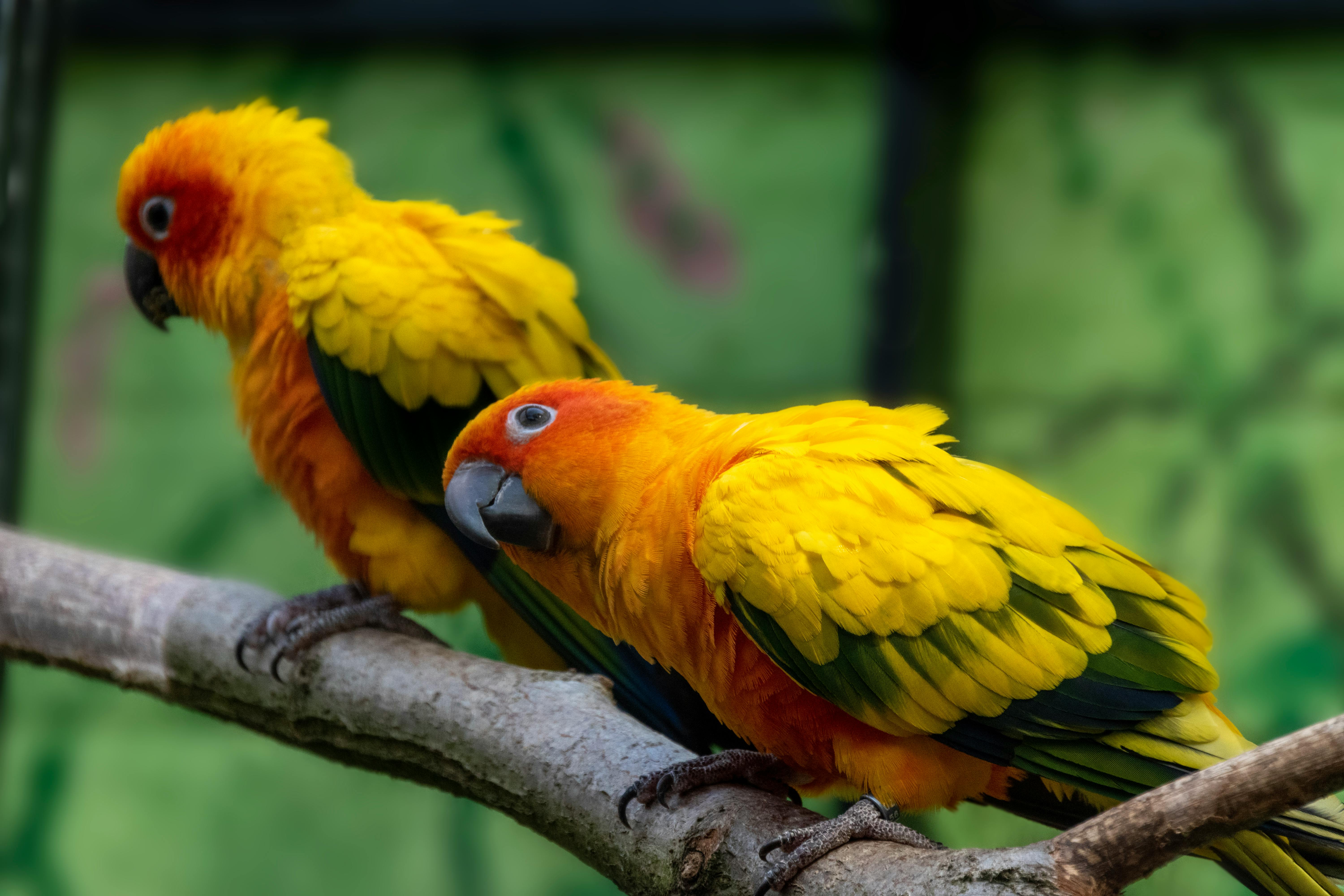 Jenday Conure