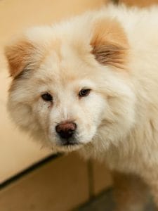 Chow Chow Puppy & Adult | Cream Color