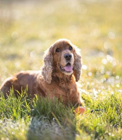 Buy Golden Cocker Spaniel Puppy - Silky Honey Colored Pup