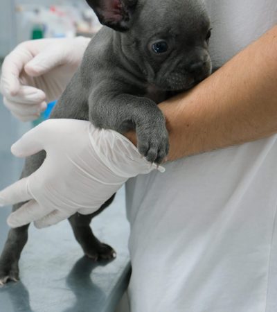 blue french bulldog haryana