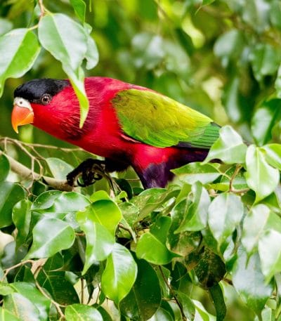 Red-collared Lorikeet