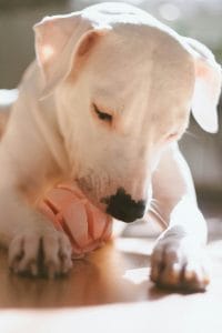 Dogo Argentino Puppy