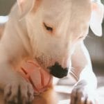 Dogo Argentino Puppy