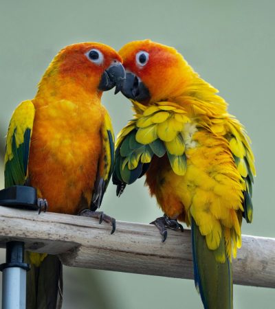 Sun Conure Price & Availability In Wazirabad St