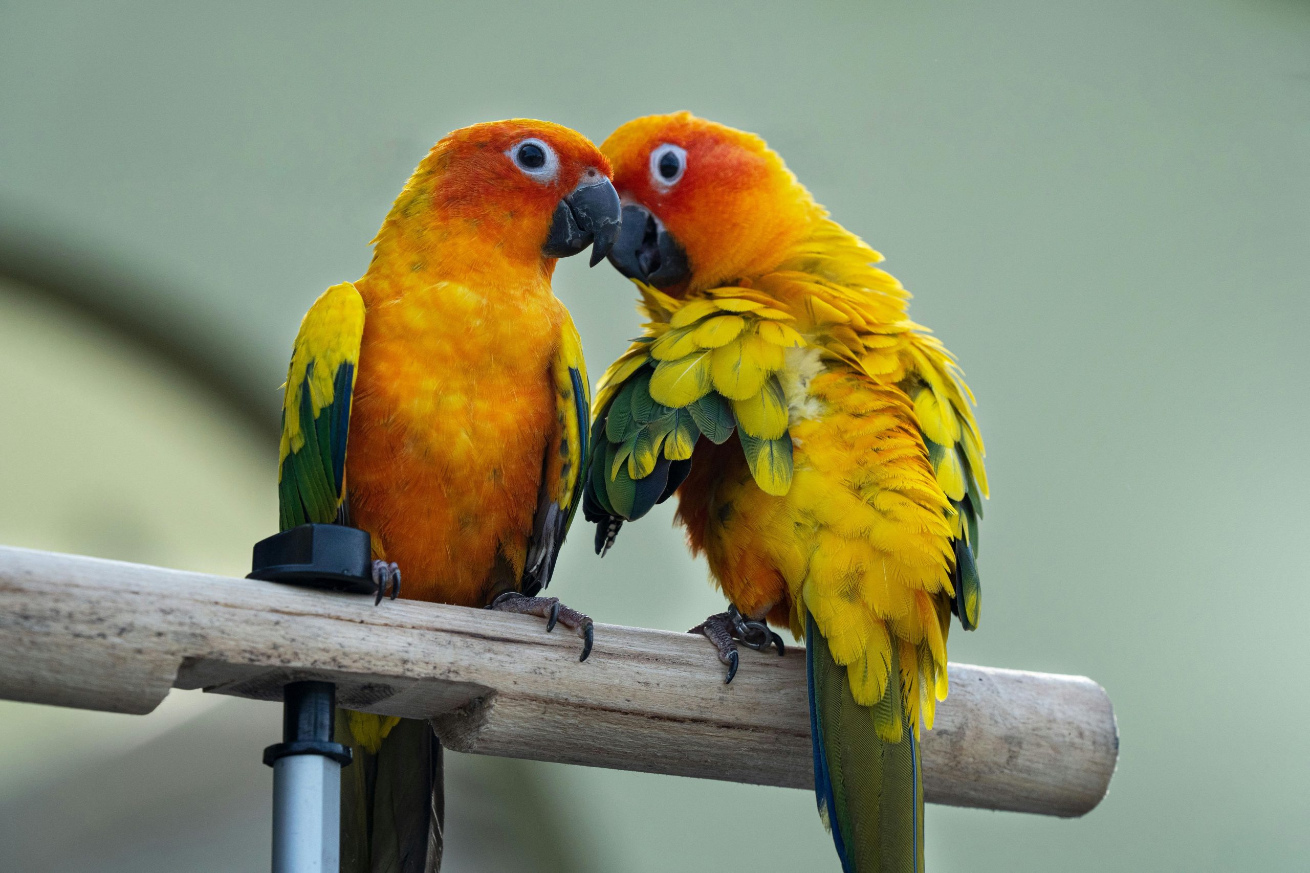 Buy Jenday Conure Online - Yellow Head and Orange Body Parrot