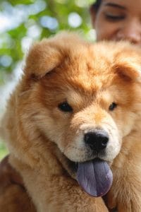 Buy Fawn Chow Chow Puppy - Rare Cinnamon Colored Lion Dog