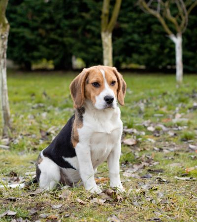 tri color beagle haryana