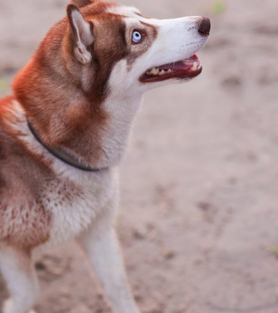 copper and white husky blue eyes haryana