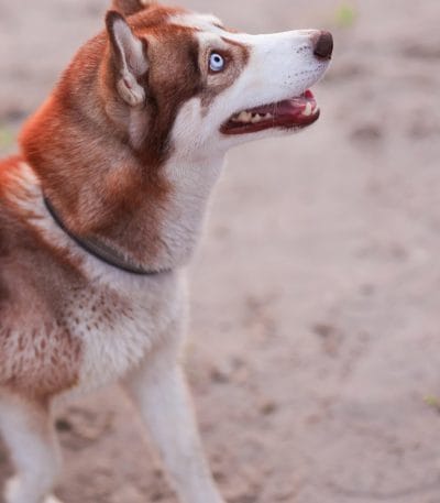 Copper Husky Bhopal - Copper and White Puppy with Blue Eyes for Sale