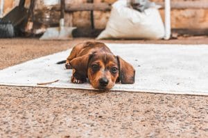 Buy Solid Chocolate Dachshund - Rare Uniform Cocoa Puppy