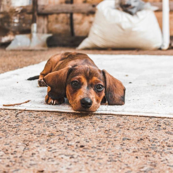 Buy Solid Chocolate Dachshund - Rare Uniform Cocoa Puppy