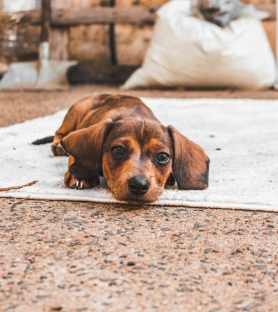 chocolate dachshund haryana