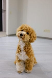 Toy Poodle Puppy