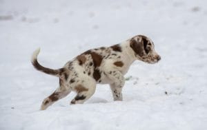 Dalmatian Puppy / Adults - White & Liver Brown