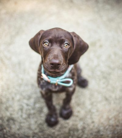 chocolate and tan dachshund haryana