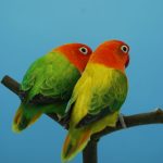 Buy Green Euwing Opaline Lovebirds - V-Pattern Wings and Full Hood