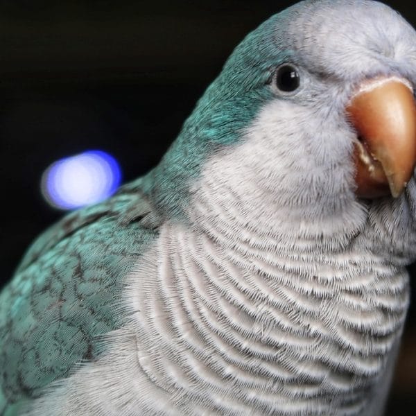 Buy Blue Quaker Parrot - Vibrant Sky Blue Monk Bird