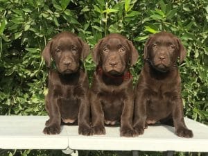 Chocolate Labrador Price Bhopal - Rare Chocolate Puppy for Sale