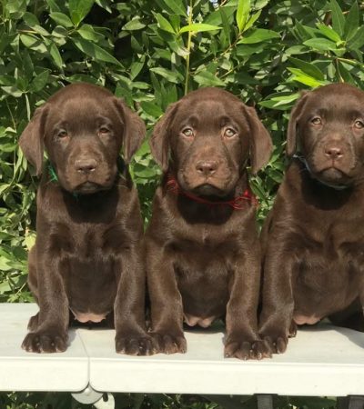 chocolate labrador haryana