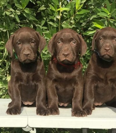 Chocolate Labrador Price Bhopal - Rare Chocolate Puppy for Sale
