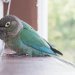 Blue Sided / Turquoise Conure Pair